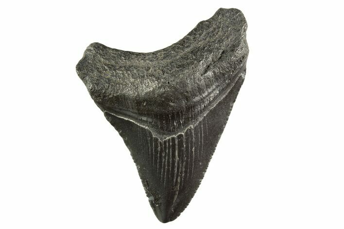 Serrated, Juvenile Megalodon Tooth - South Carolina #331454
